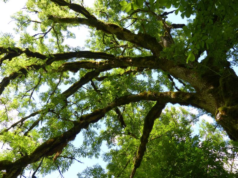 Moosbewachsener Baum in Froschperspektive, öffnet größere Ansicht