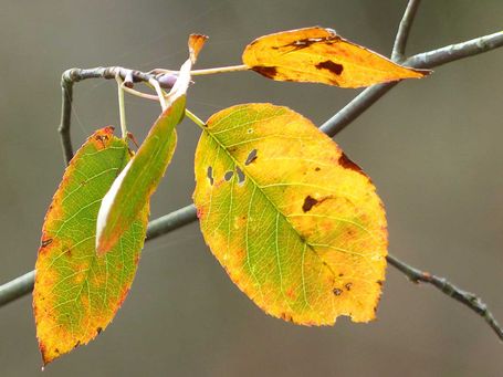 Bilder für zu Hause Herbstlich verfärbte Blätter, öffnet größere Ansicht